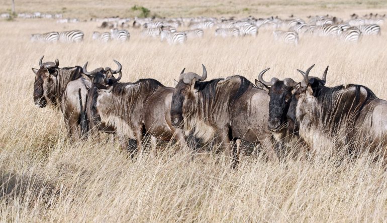 1920px-Wildebeests_in_the_Mara