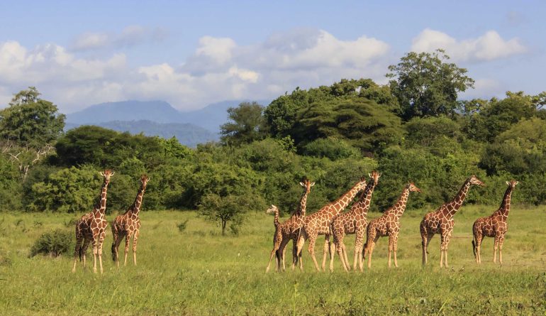 WildGiraffesMeruNationalParkKenyashutterstock666352093