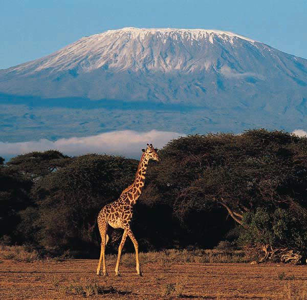 kilimanjaro