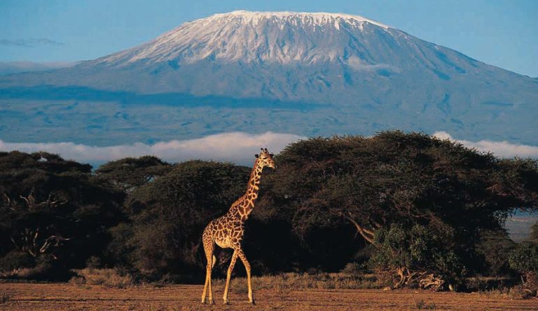 kilimanjaro