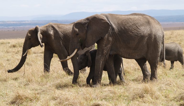 Elephants_in_masai_mara