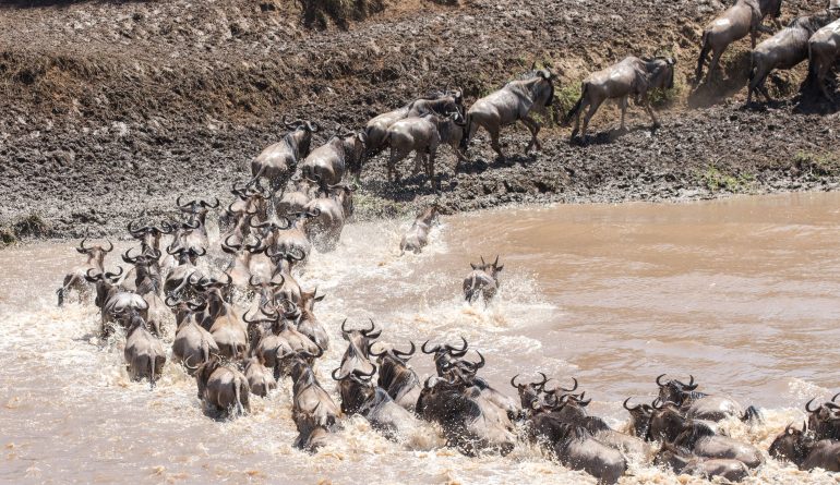 Mara crossing