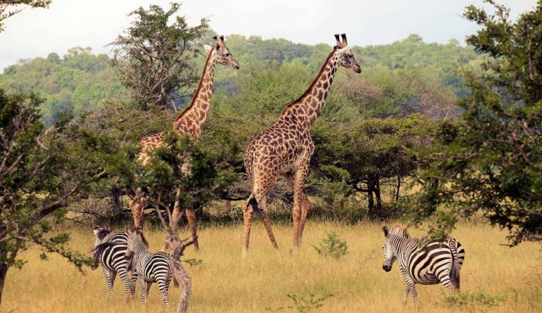 Giraffes-in-Selous-1