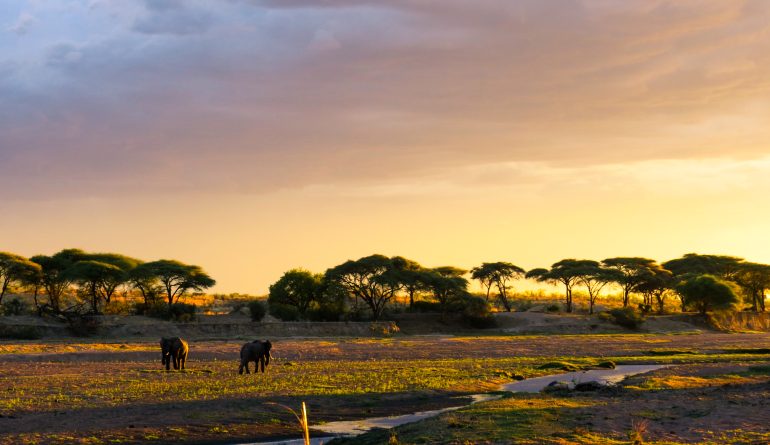 Ruaha_National_ParkElephants_At_Sunset