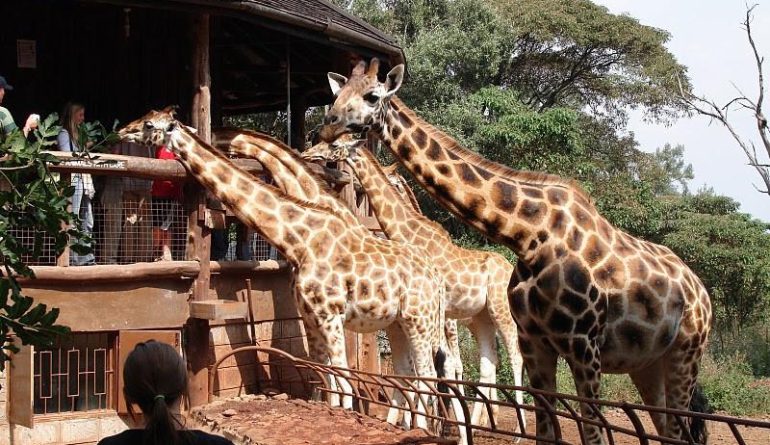 nairobi-giraffee-center-2